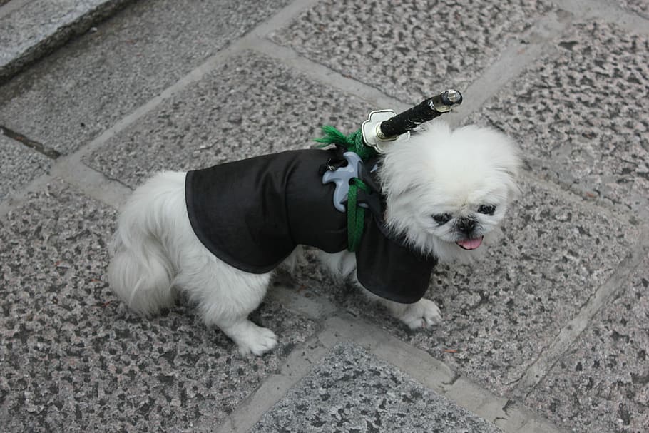 long-coated white puppy with black clothes on focus photo, Dog HD wallpaper
