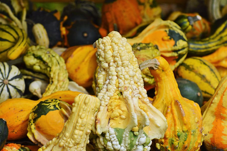 pumpkin, fruit, orange, autumn, cucurbita maxima, choose, large HD wallpaper