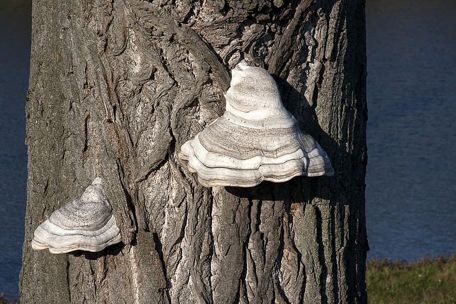 tree, hub, the bark, tree trunk, plant, no people, day, wood - material HD wallpaper