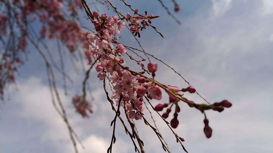 cherry, pink flower, spring, weeping cherry tree, plant, branch HD wallpaper