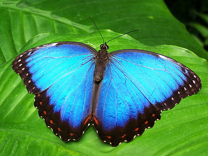 Morpho butterfly perched on green leaf closeup photography HD wallpaper
