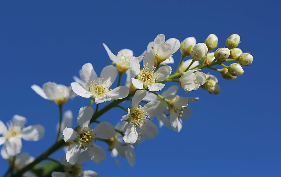 spring, flower, tree, nature, garden, plant, meadow, apple HD wallpaper