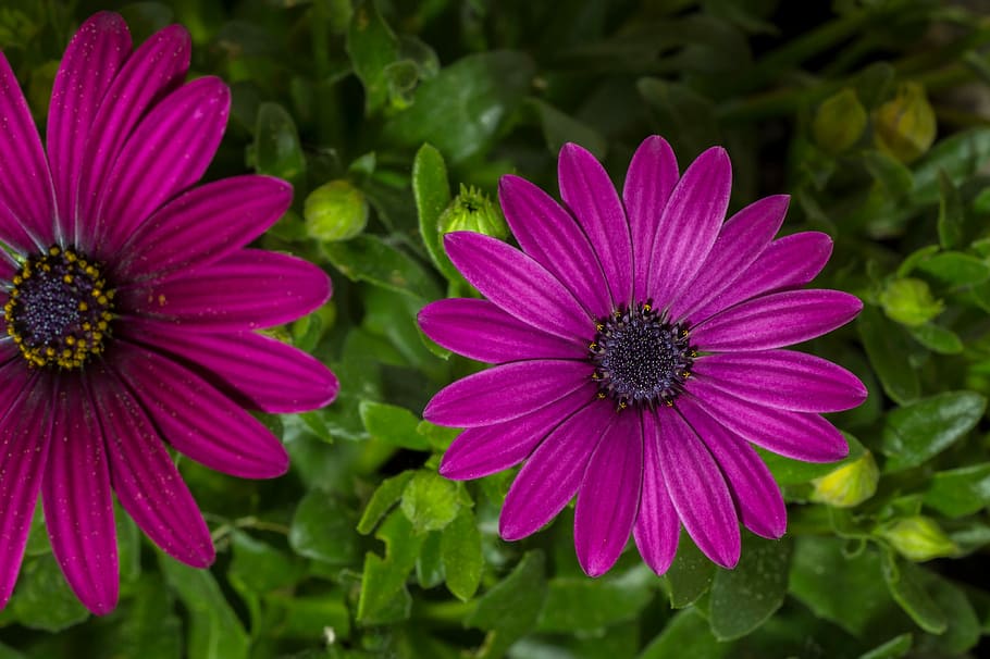 two purple petaled flowers in bloom, blossom, garden, close HD wallpaper