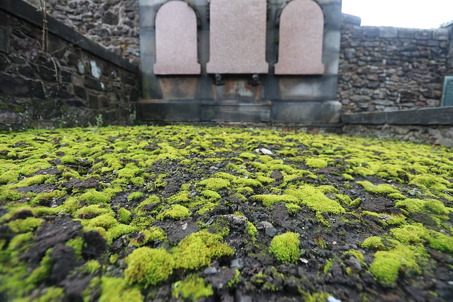 scotland, edinburgh, sarcophagus, cemetery, old, pillars, moss, HD wallpaper