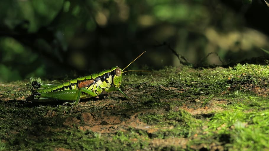 insect, grasshopper, animal themes, animal wildlife, one animal HD wallpaper