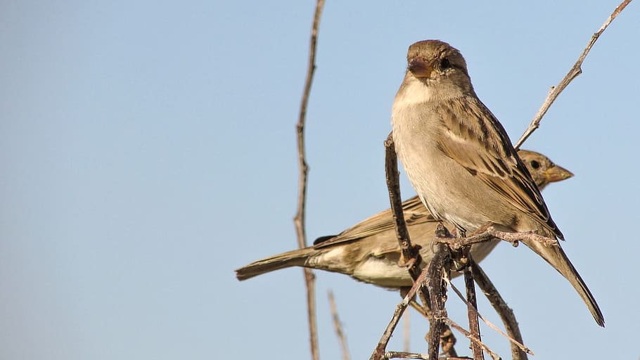 Sparrow, Standing, Tree, Branch, wildlife, bird, animal, nature HD wallpaper