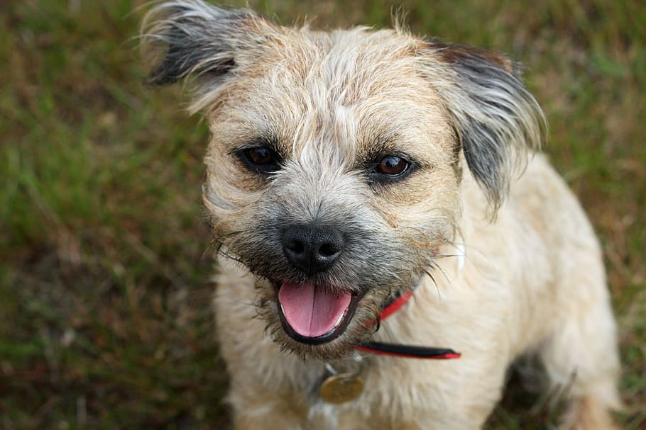 border terrier, dog, cute, adorable, close-up, portrait, canine, HD wallpaper