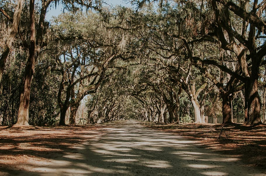 road between trees, nature, landscape, leaves, dried, summer HD wallpaper
