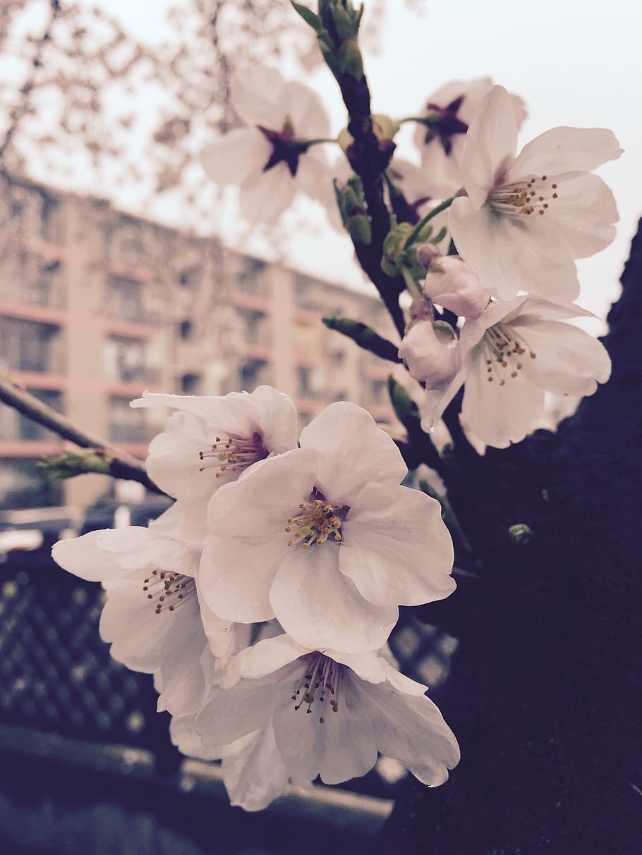 spring, white, nature, flower, flowering plant, fragility, beauty in nature HD wallpaper