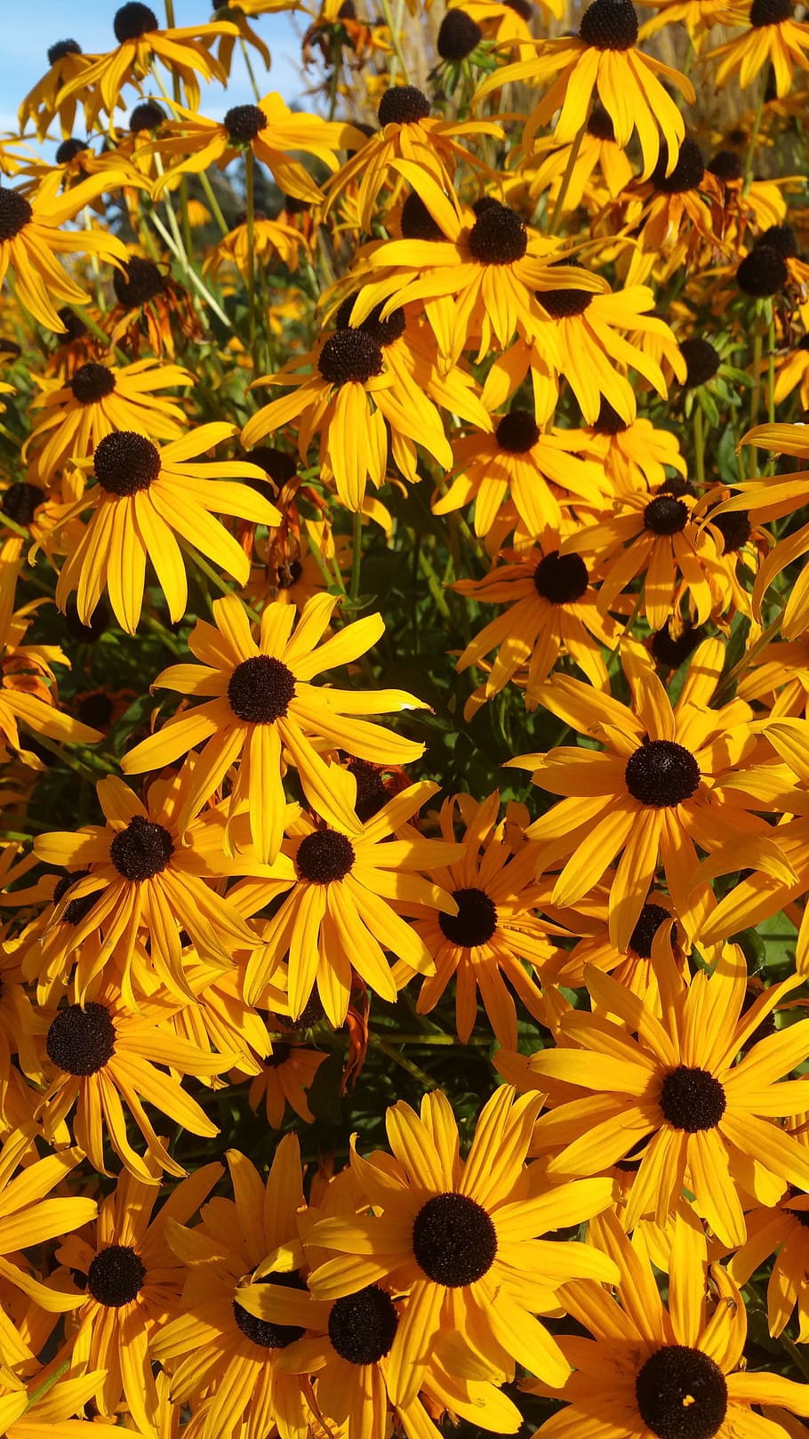 Daisy, Daisies, Orange, Yellow, Summer, flowers, fresh, botanical HD wallpaper