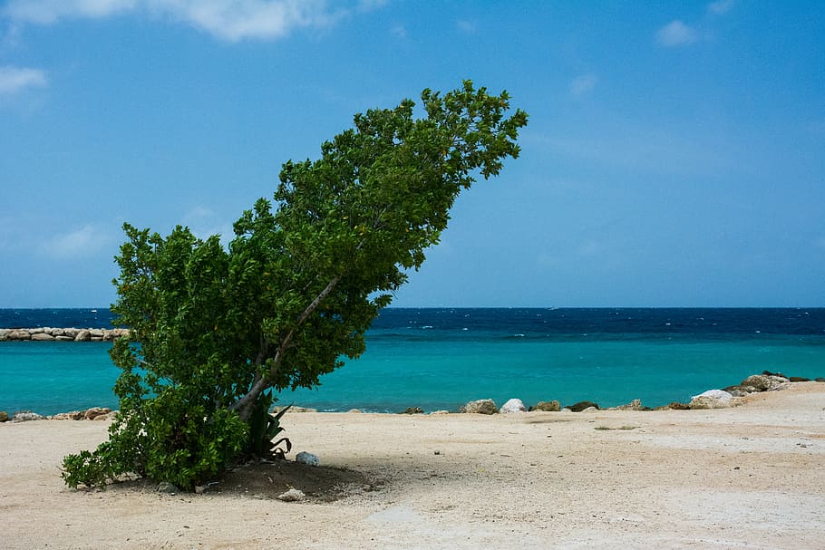 leaning green leafed tree growing on a white sand beach, beside HD wallpaper