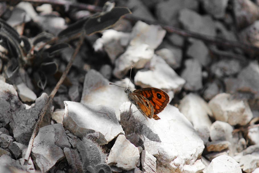 butterfly, ali, sassi, earth, insect, nature, animal themes HD wallpaper
