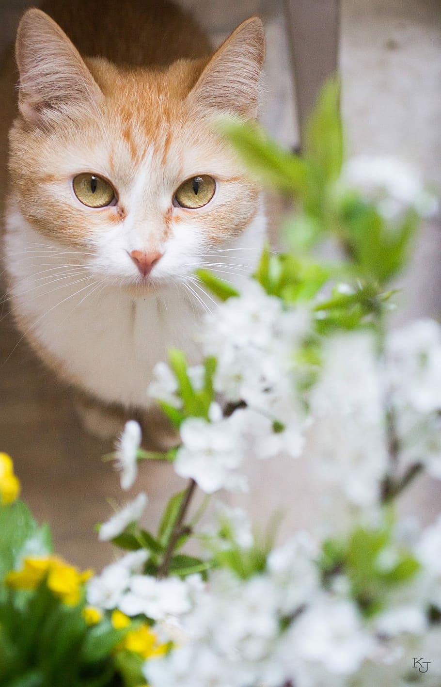 Cat, Favorite, Spring, Cherry, Cherry Blossoms, white petals HD wallpaper