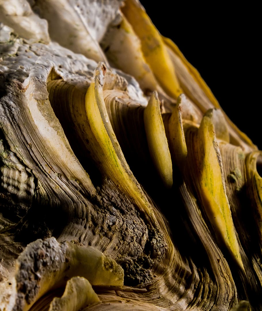 shell, limescale, close up, close-up, no people, food, food and drink HD wallpaper