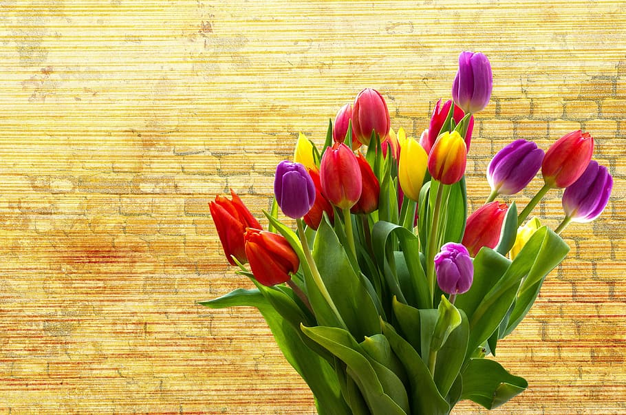 red, yellow, and purple tulips bouquet, nature, flower, easter HD wallpaper
