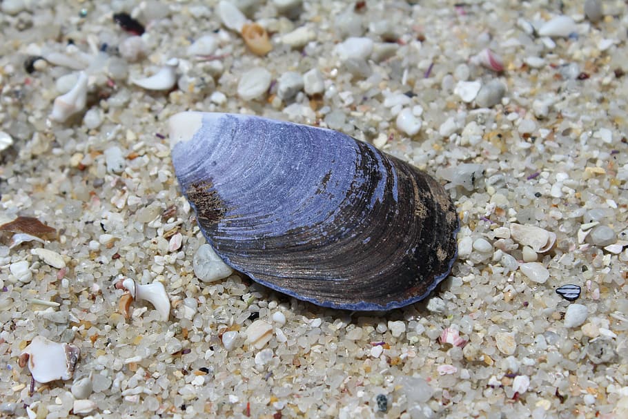 shell, beach, sea, animal wildlife, animal themes, land, one animal HD wallpaper