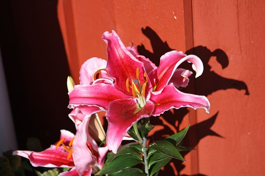 flower, pink, flora, summer, nature, red house, flowering plant HD wallpaper