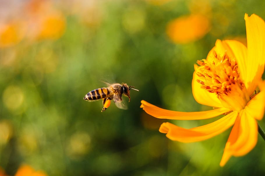 bee, flower, background, green, yellow, orange, pollen, beautiful HD wallpaper