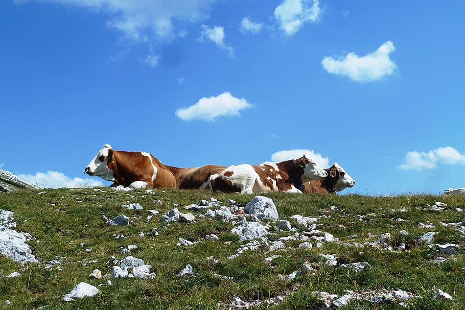 Cows, Alpine, Mountain, Alm, Hiking, mountains, nature, animal HD wallpaper