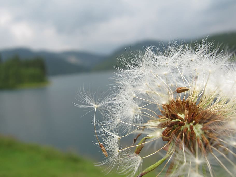 dandelion, nature, flora, summer, flower, flowering plant, fragility HD wallpaper