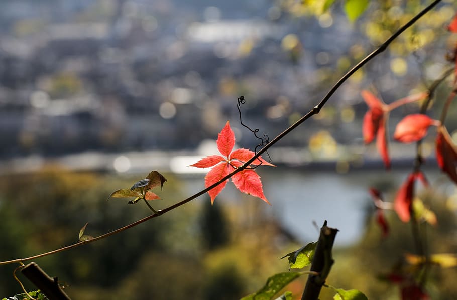 heidelberg, autumn, view, leaf, quiet, rest, red, mood, leaves HD wallpaper