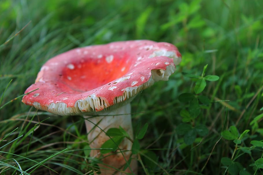 mushroom, fungus, toadstool, one, stand, fungi, grow, red, cap HD wallpaper