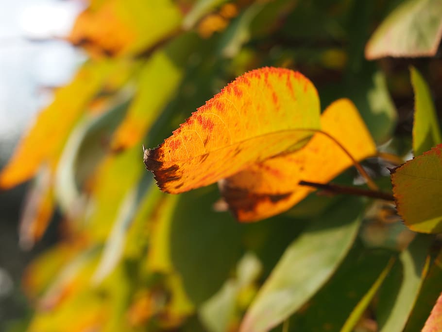 nature, autumn, leaf, plant, tree, bush, forest, green, deciduous tree HD wallpaper