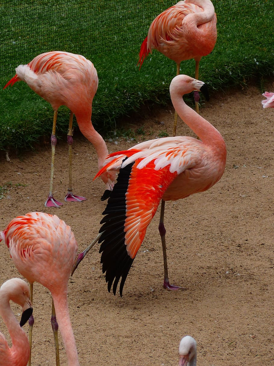 five flamingos on field, wing, colorful, pink, red, birds, animals, HD wallpaper
