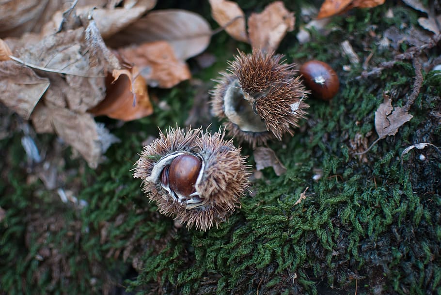 fall, chestnut, brown, bug open, shell spicy, nature, shell thorny HD wallpaper