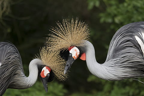 two gray birds near greenbush, crane, set, couple, torque, fauna HD wallpaper