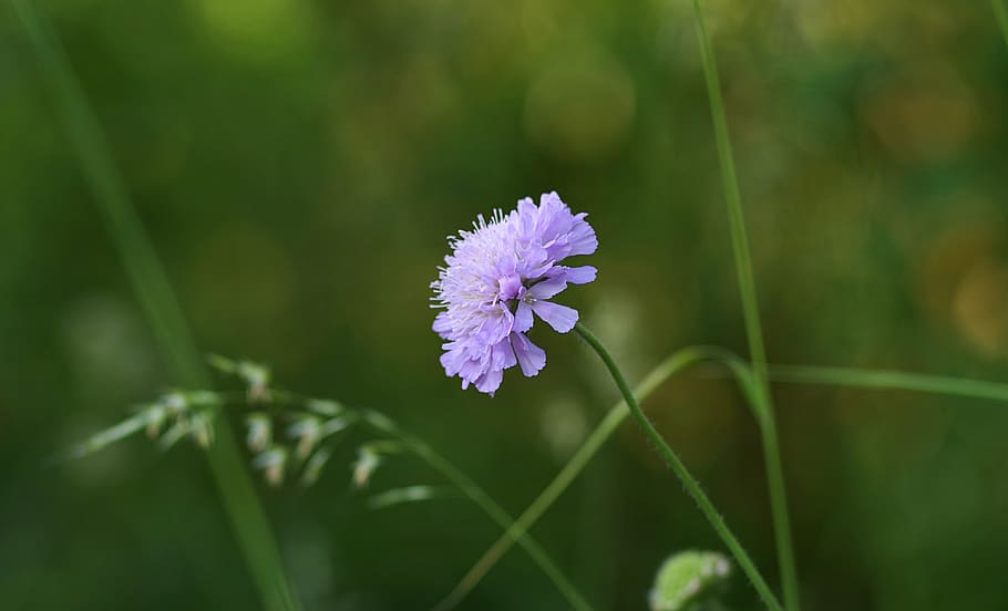 Flower, Lonely, Single, blue, green, garden, macro, grass, blooms HD wallpaper