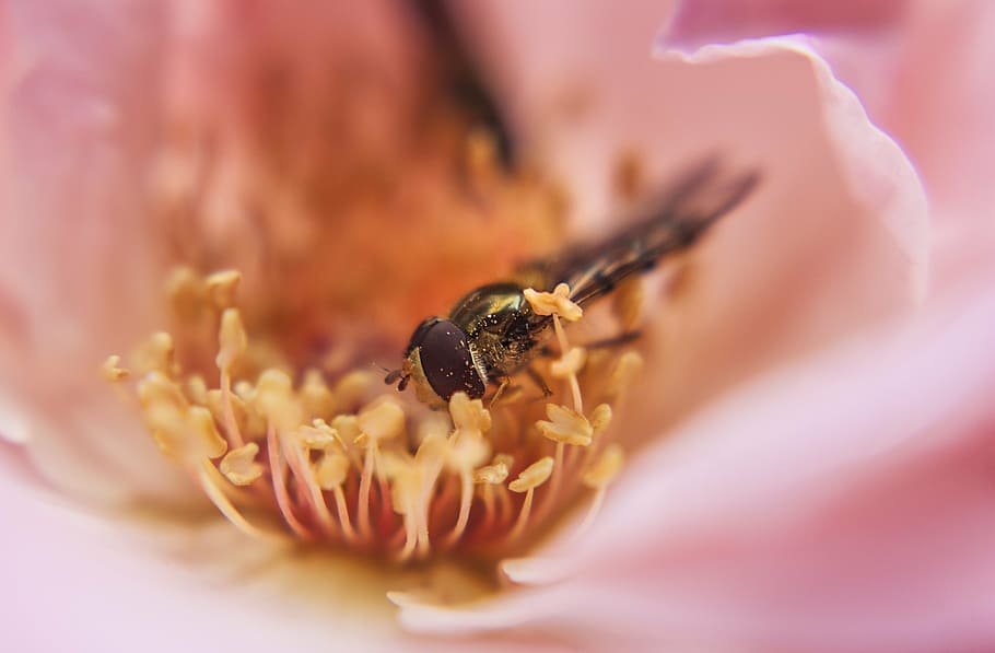 macro, flower, bee, floral, nature, outdoor, rose, insect, pollenating HD wallpaper