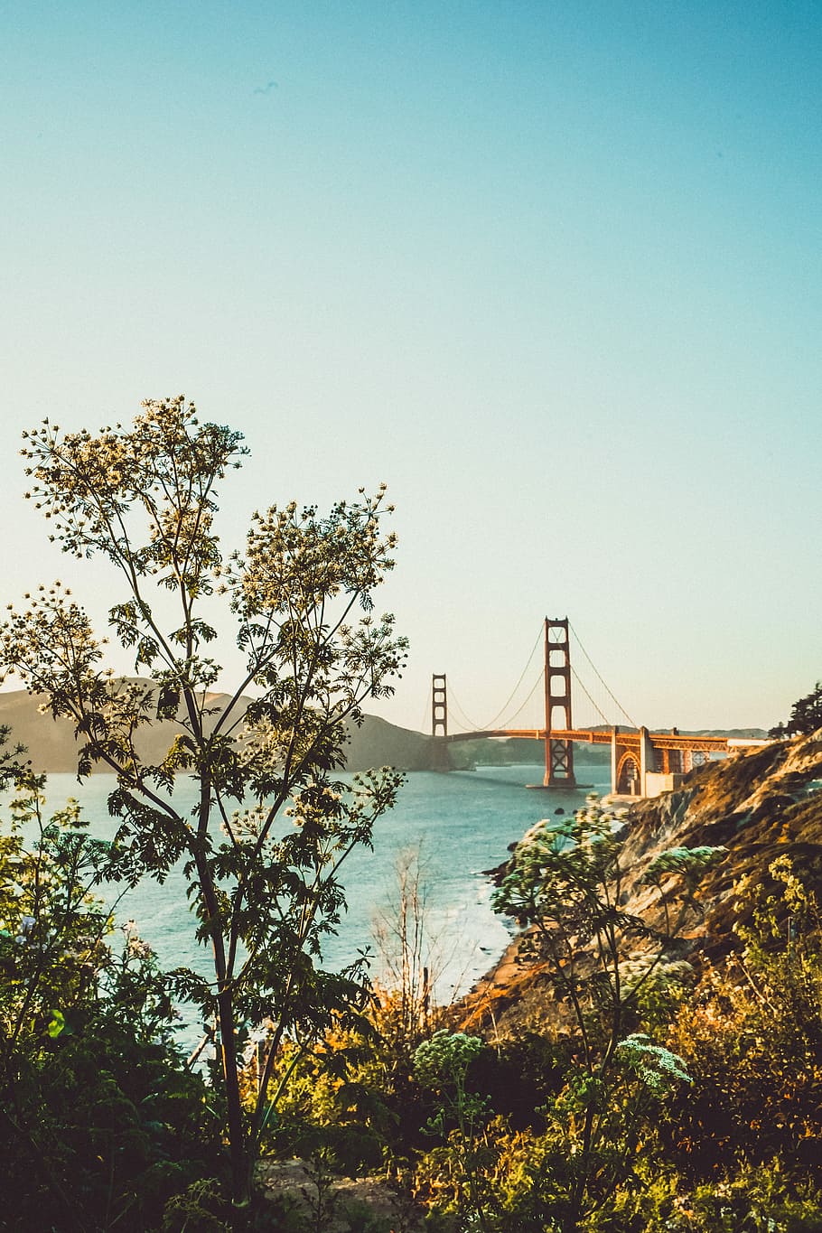 Golden Gate Bridge under blue sky, bridge on body of water, flower HD wallpaper