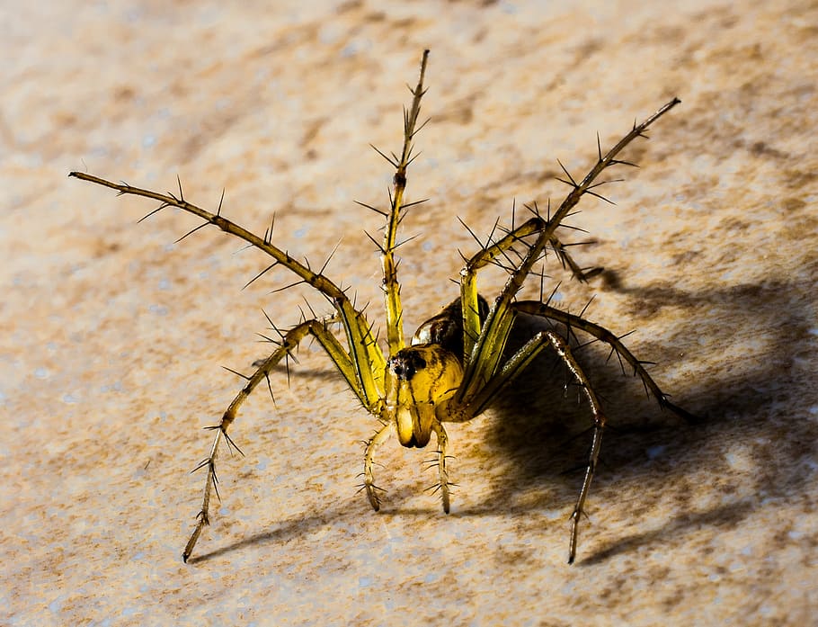 black and yellow lynx spider in close-up photography, small spider HD wallpaper