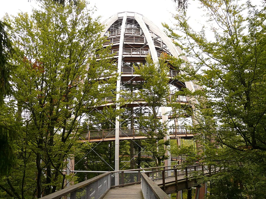 treetop path, web, boardwalk, construction, observation tower HD wallpaper