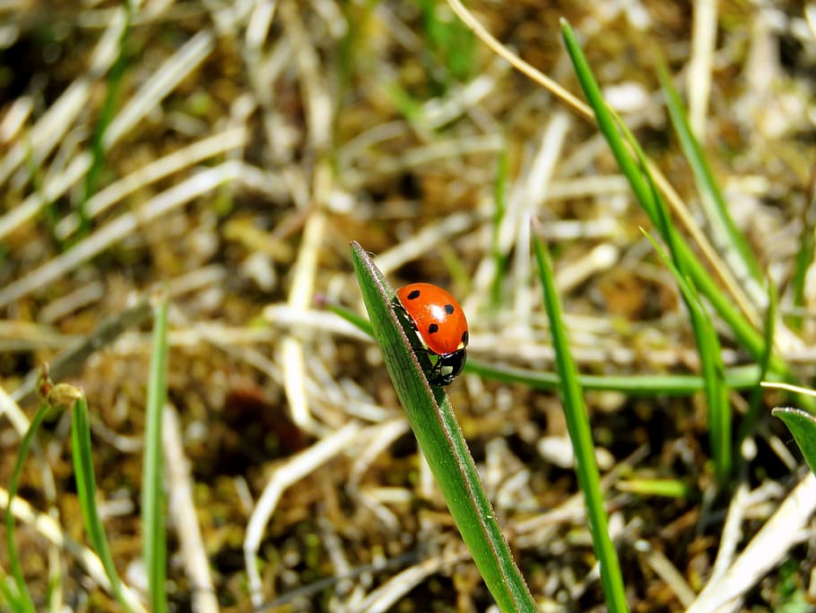ladybug, nature, summer, natural, small, insect, plant, animals in the wild HD wallpaper