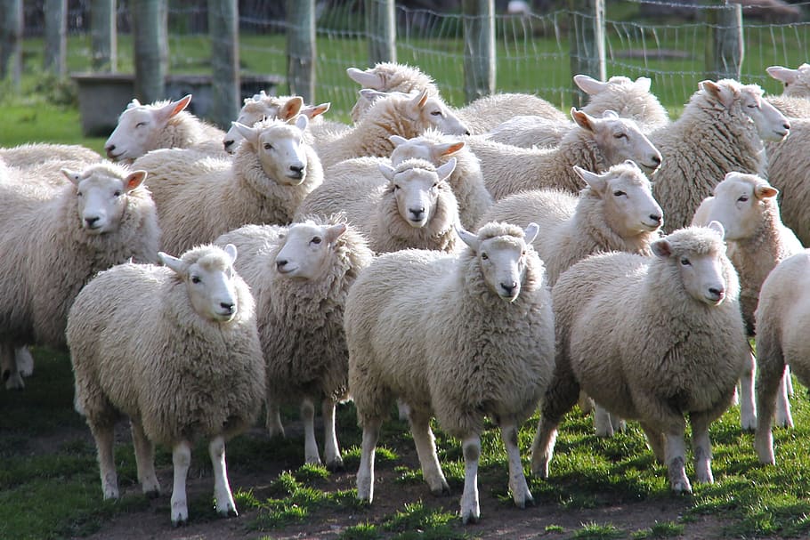 herd sheep, lamb, walter peak farm, autumn, travel, queenstown, HD wallpaper