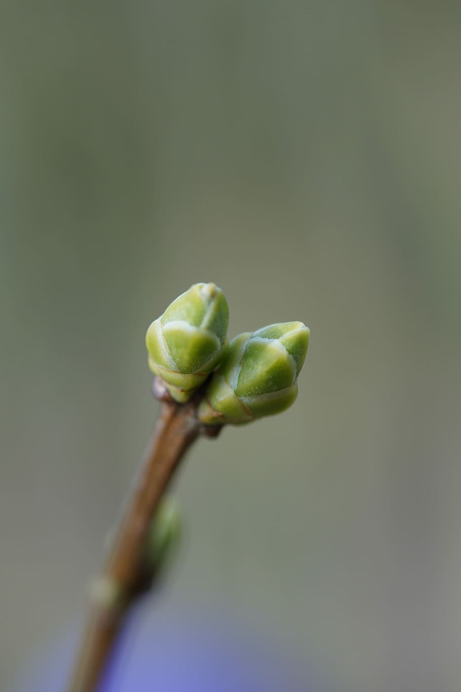 Tree, Spring, bud, close-up, green color, studio shot, no people HD wallpaper