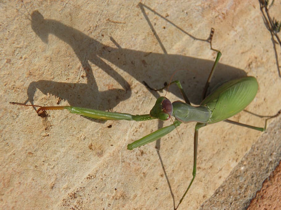 insect, mantid, bug, predator, green, mantodea, preying, mantis HD wallpaper