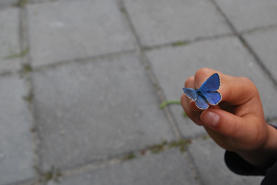 Page 2 | butterfly on finger 1080P, 2K, 4K, 5K HD wallpapers free