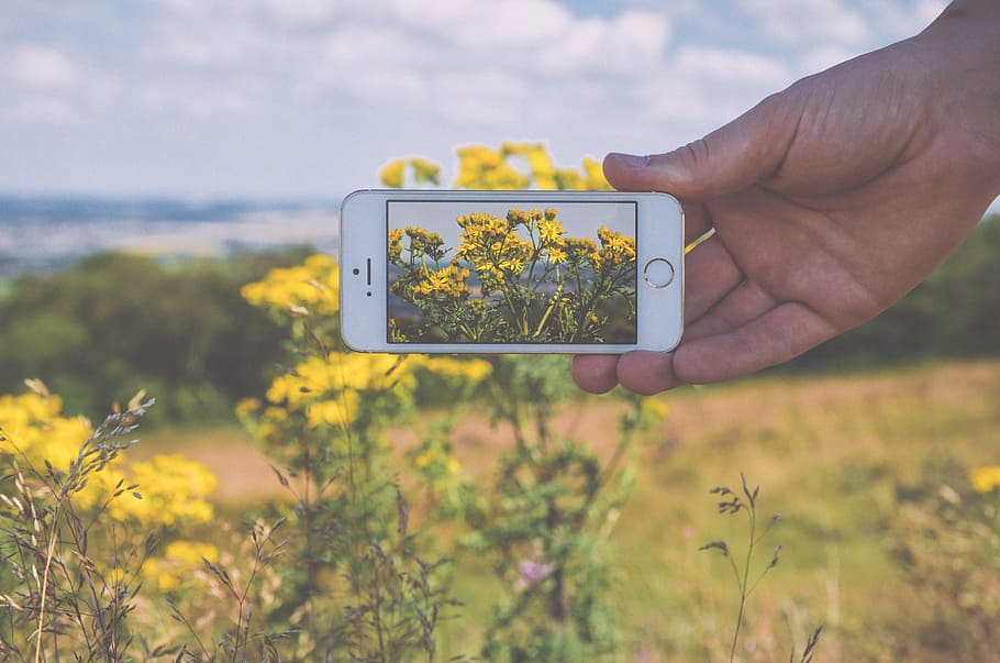hand, apple, camera, field, flowers, iphone, smartphone, taking photo HD wallpaper