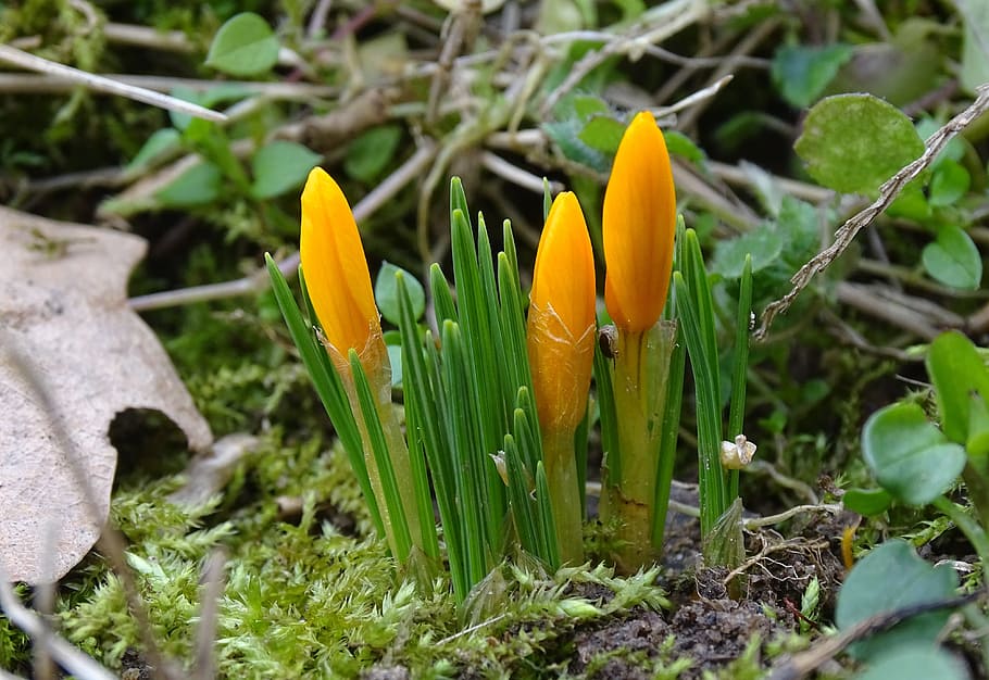 crocus, spring, forest, flowers, spring flowers, plant, flowering plant HD wallpaper