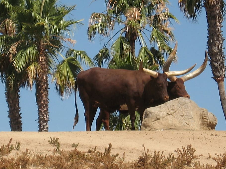 cows, steer, cattle, watusi, africa, animals, animal themes HD wallpaper