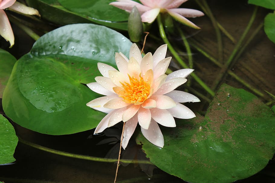 nature, flower, spring, summer, floral, blossom, green, leaf HD wallpaper