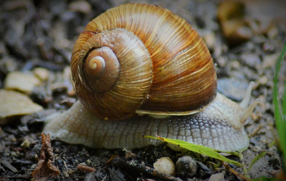 Snail, Insect, Nature, Burgundy, rain, shell, animal shell HD wallpaper