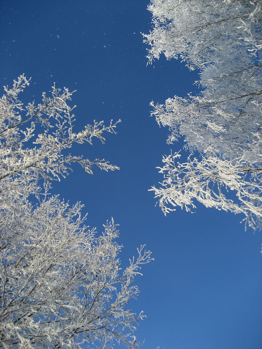 frost, branches, winter, sky, snow, nature, christmas, blue HD wallpaper