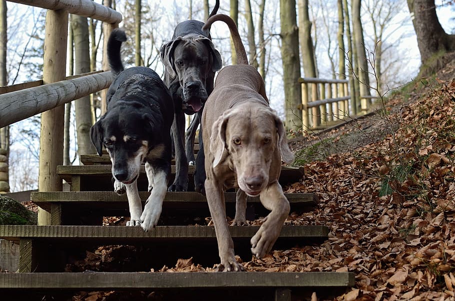 three dog walking down the footpath, three dogs, weimaraner HD wallpaper