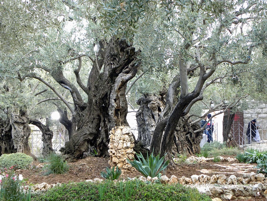 gray and green tree, gethsemane, garden, jerusalem, israel, religion