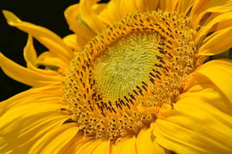 closeup focus photo of yellow sunflower, sun flower, blossom, HD wallpaper