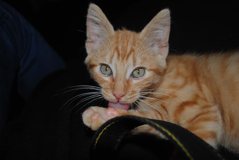 cat, animal, cat face, pets, domestic, domestic cat, domestic animals HD wallpaper